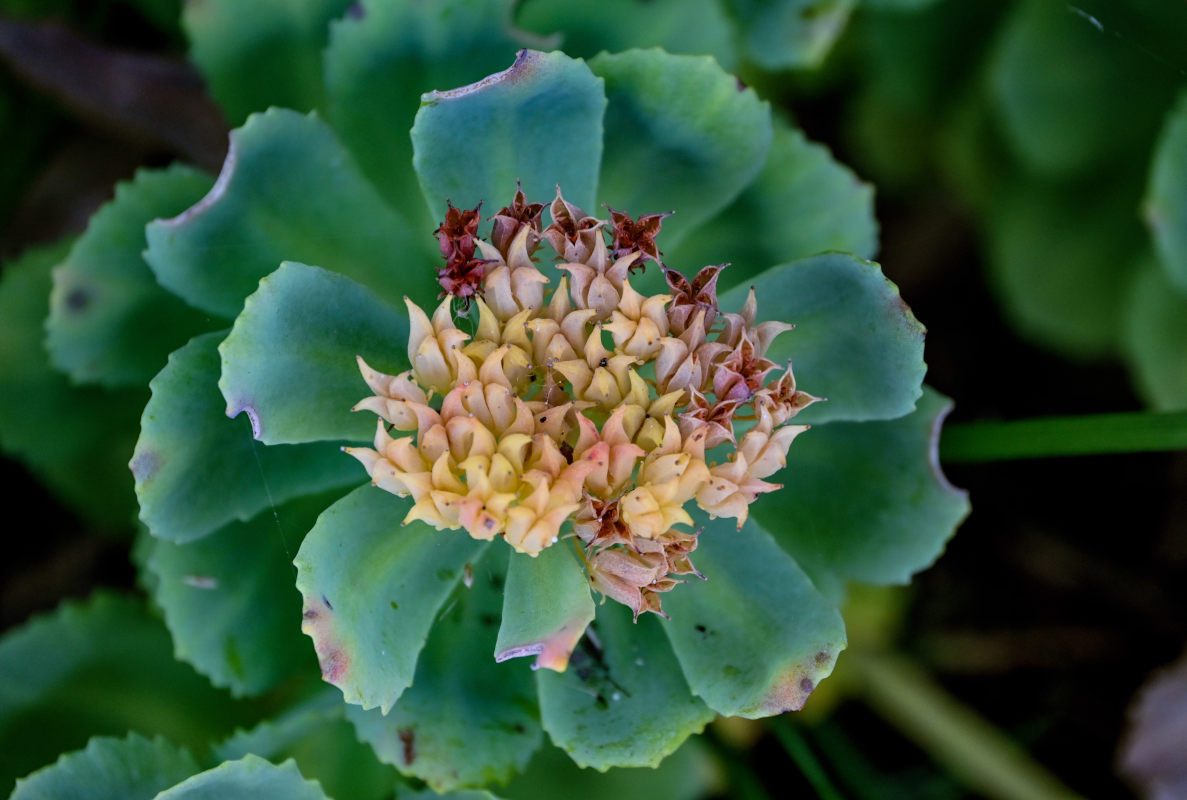 Image of Rhodiola integrifolia specimen.