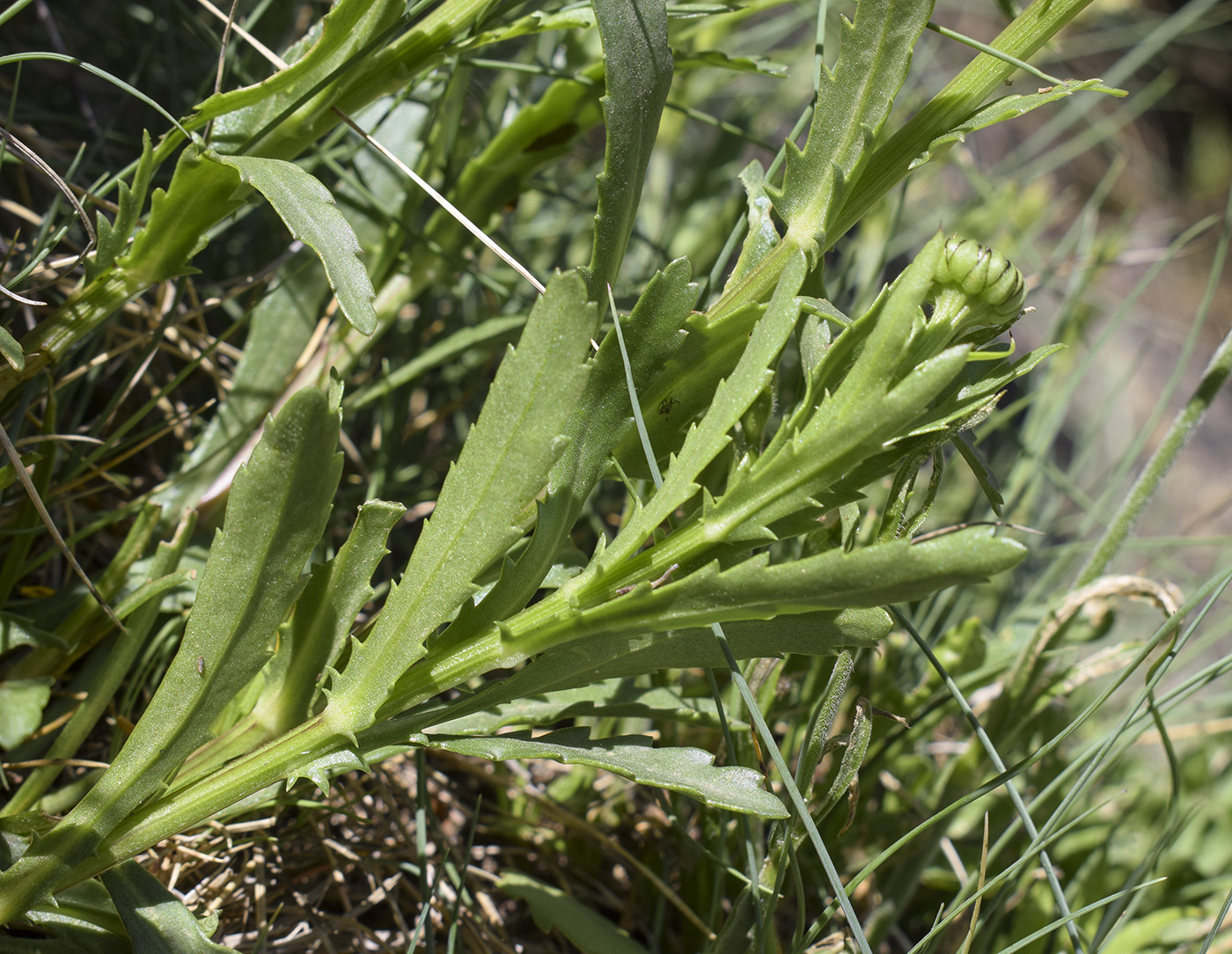 Image of Leucanthemum catalaunicum specimen.