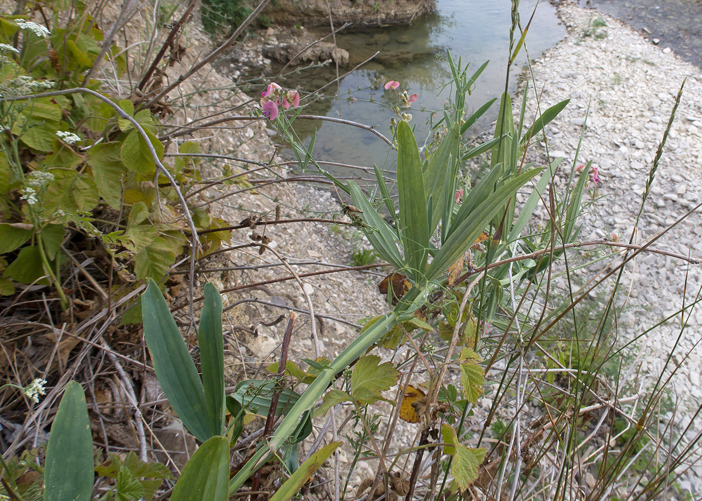 Image of Lathyrus sylvestris specimen.