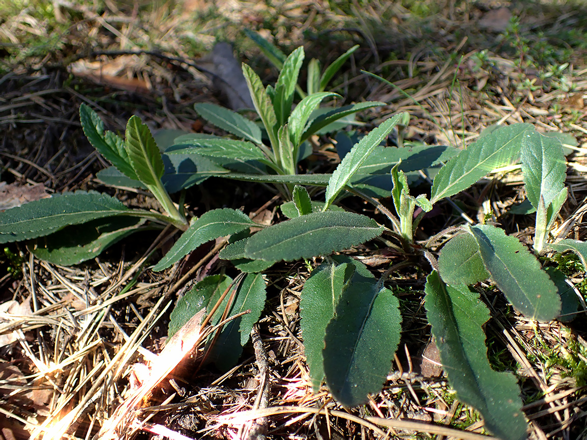 Image of genus Veronica specimen.