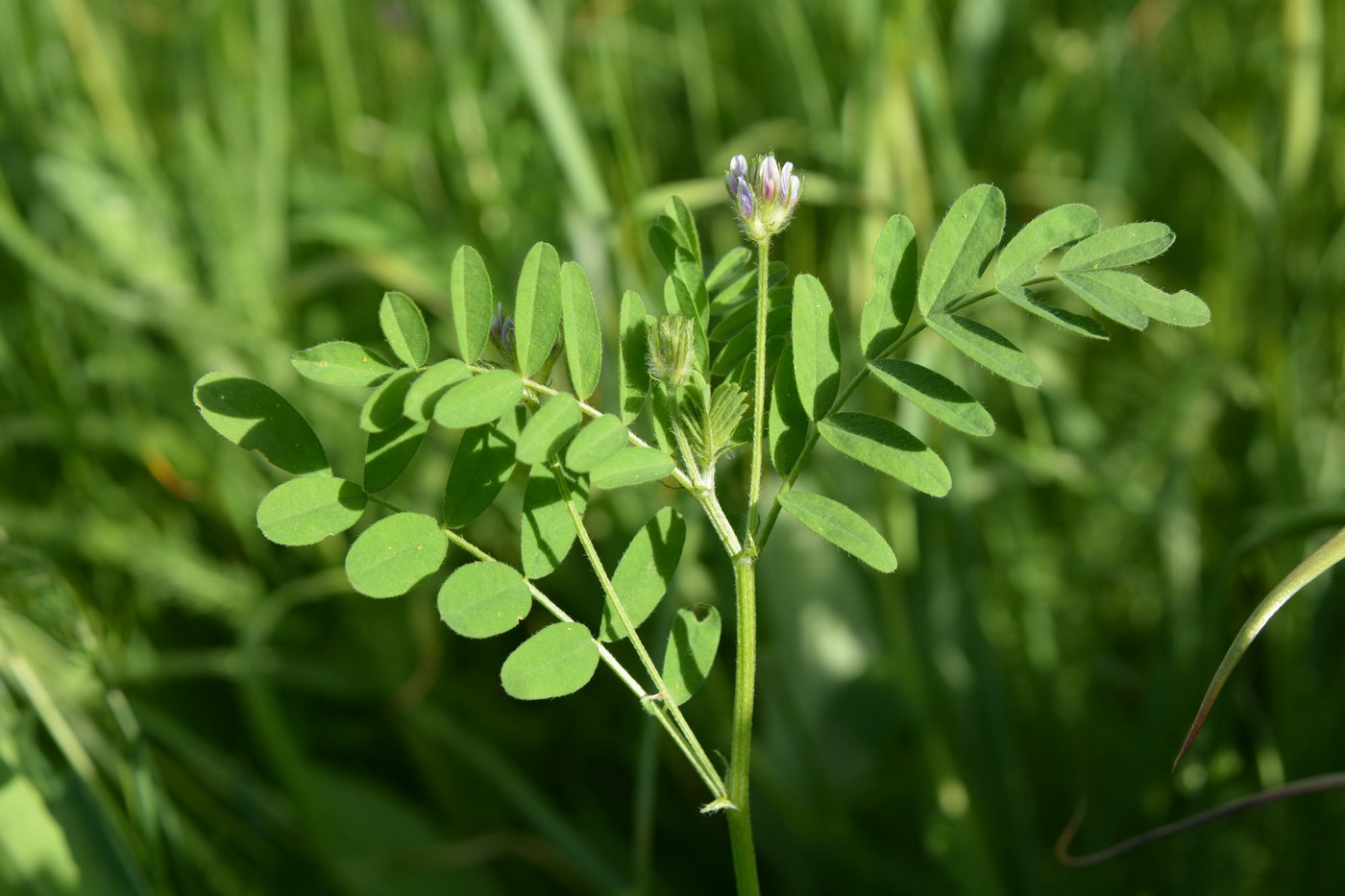 Изображение особи Astragalus filicaulis.