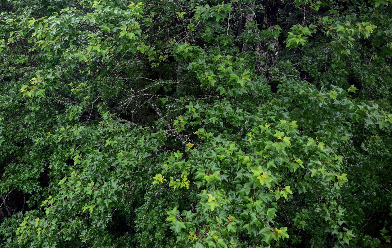 Image of Liquidambar formosana specimen.