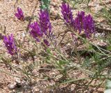 Astragalus onobrychis. Верхушки побегов с соцветиями. Краснодарский край, Темрюкский р-н, окр. станицы Голубицкая, берег Азовского моря, песчано-ракушечный пляж. 09.06.2021.