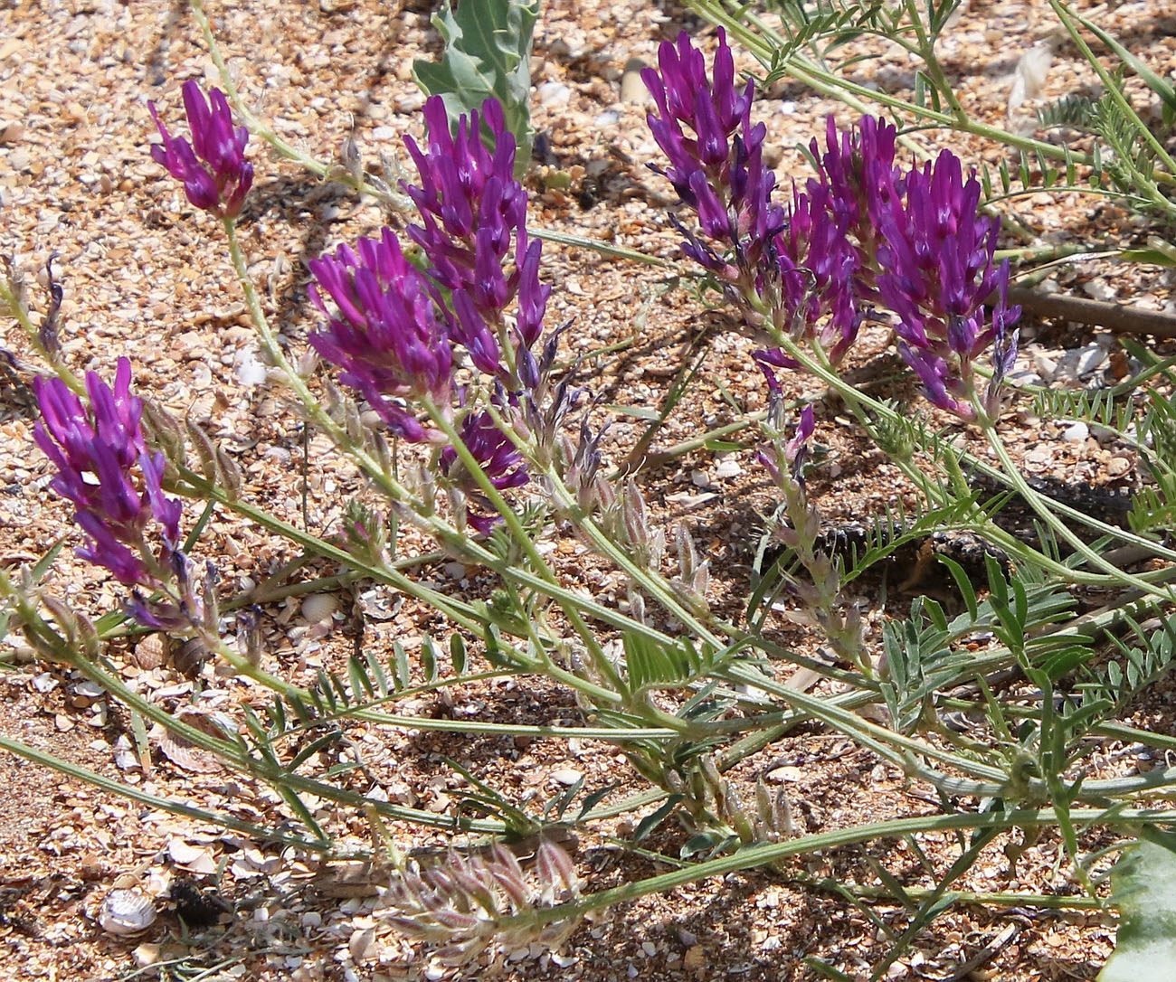 Image of Astragalus onobrychis specimen.