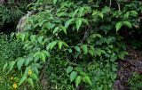 Callicarpa candicans