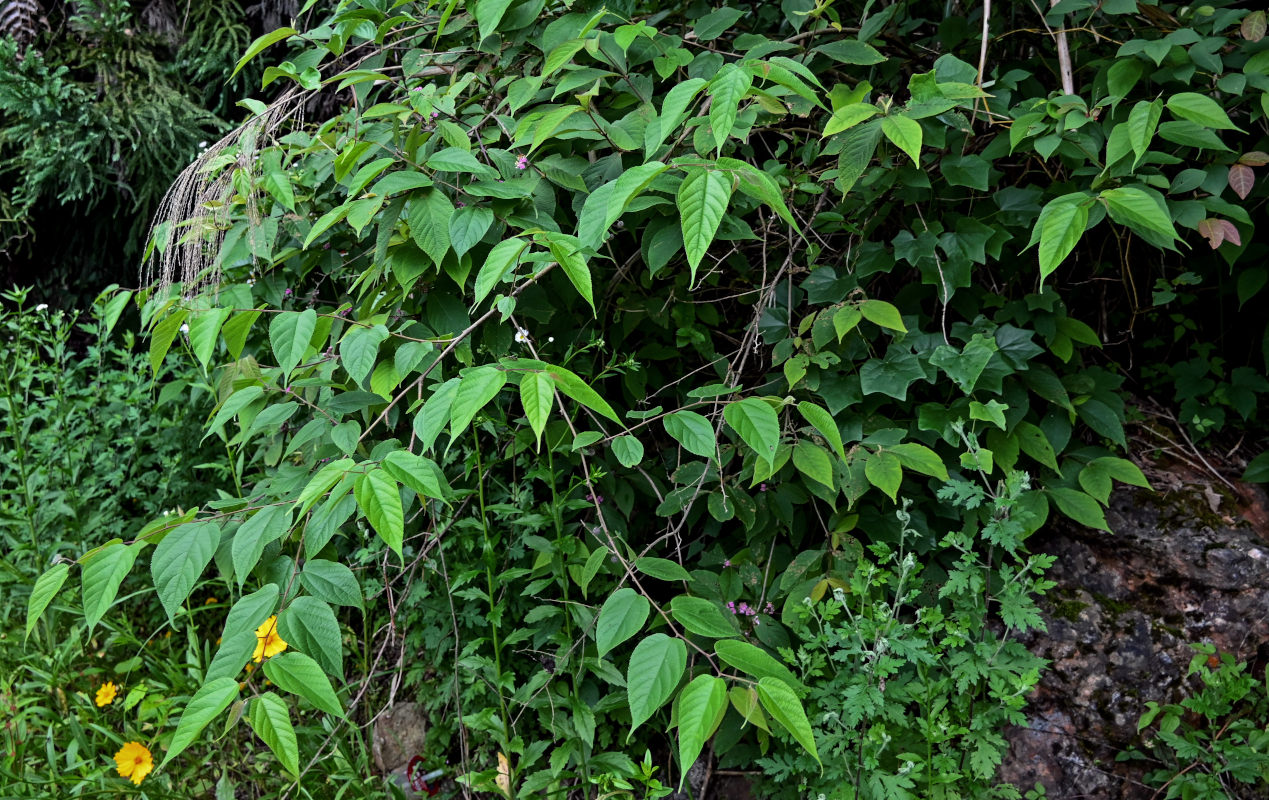 Image of Callicarpa candicans specimen.