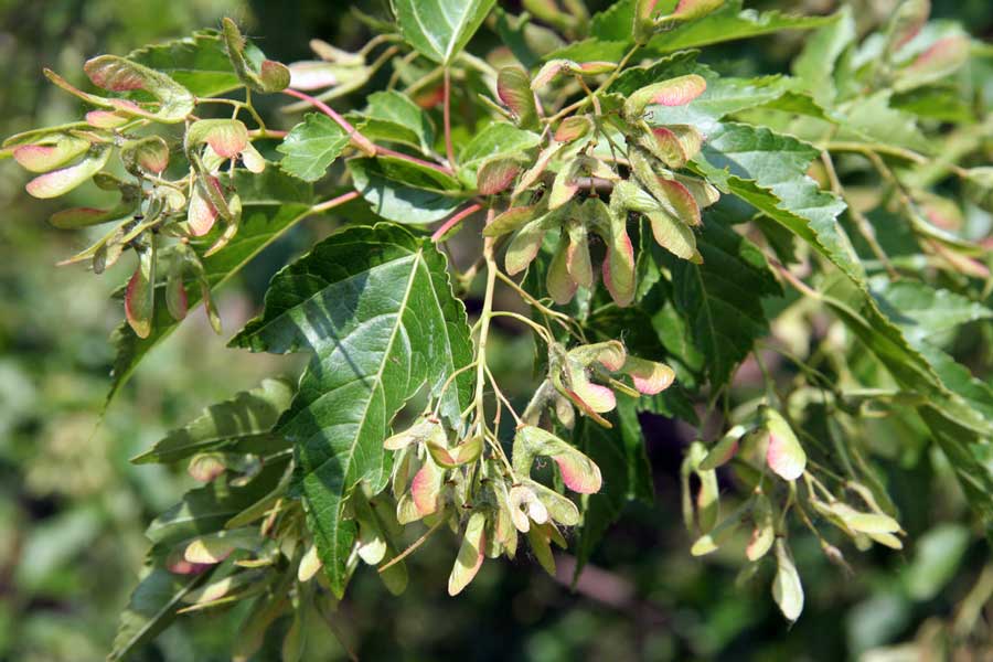 Image of Acer ginnala specimen.