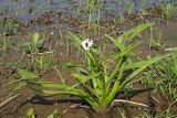 Sagittaria sagittifolia. Цветущее растение. Ульяновская обл., Мелекесский р-н, окр. с. Приморское, выходящий к Черемшанскому заливу Куйбышевского водохранилища затопленный овраг, илистая отмель. 08.07.2023.