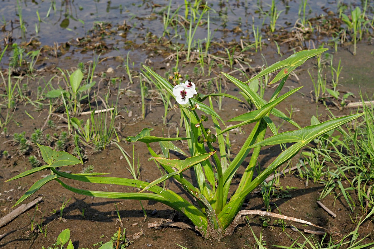 Image of Sagittaria sagittifolia specimen.