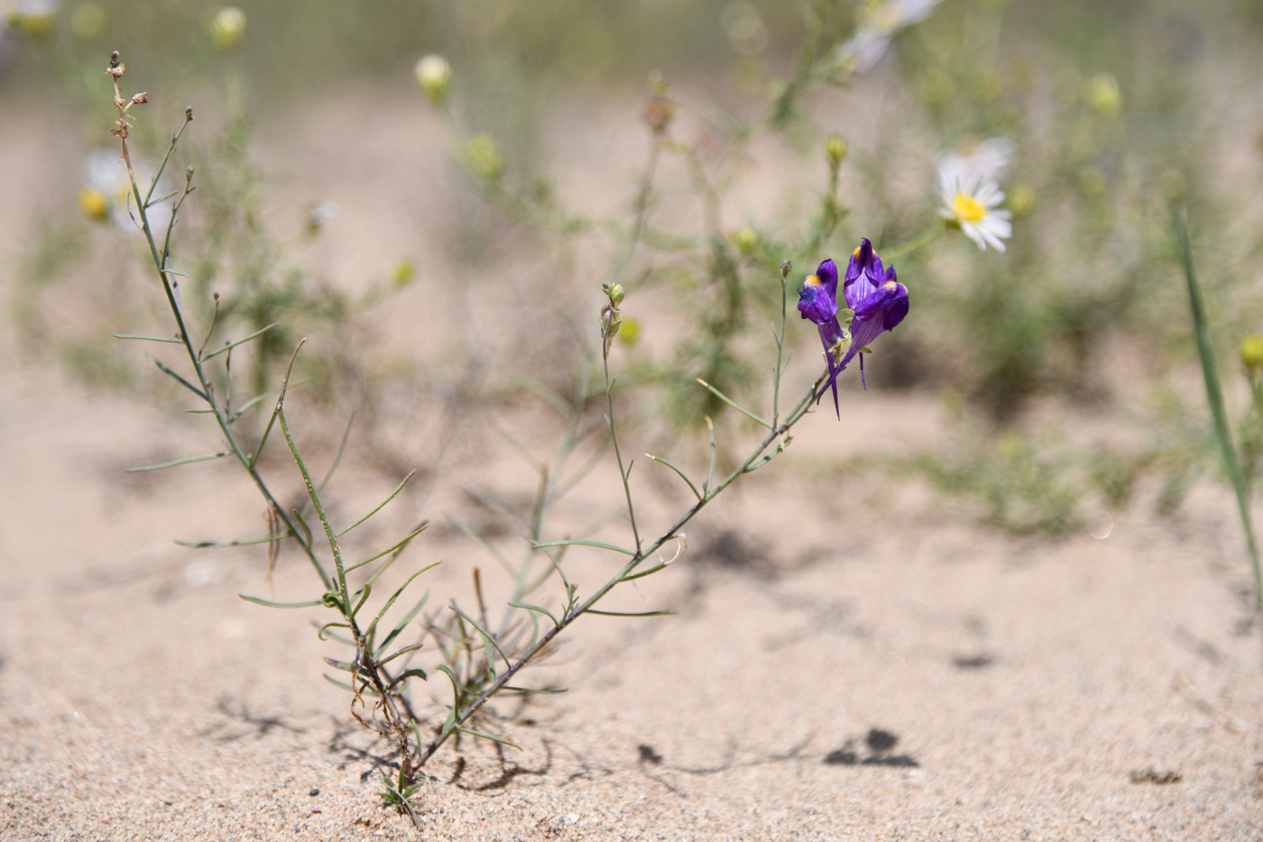 Изображение особи Linaria bungei.