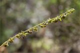 genus Cynoglossum