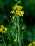 Brassica campestris. Соцветие с цветками и завязавшимися плодами. Московская обл., Одинцовский гор. округ, окр. дер. Аниково, окраина поля. 18.08.2024.