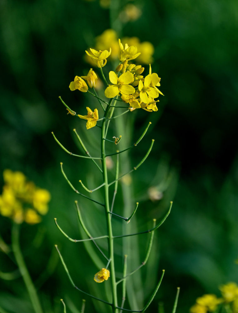 Image of Brassica campestris specimen.