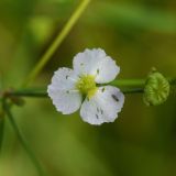 Alisma plantago-aquatica. Цветок с трипсом. Рязанская обл., Милославский р-н, балка Кочуровка, заболоченный участок. 2 августа 2024 г.