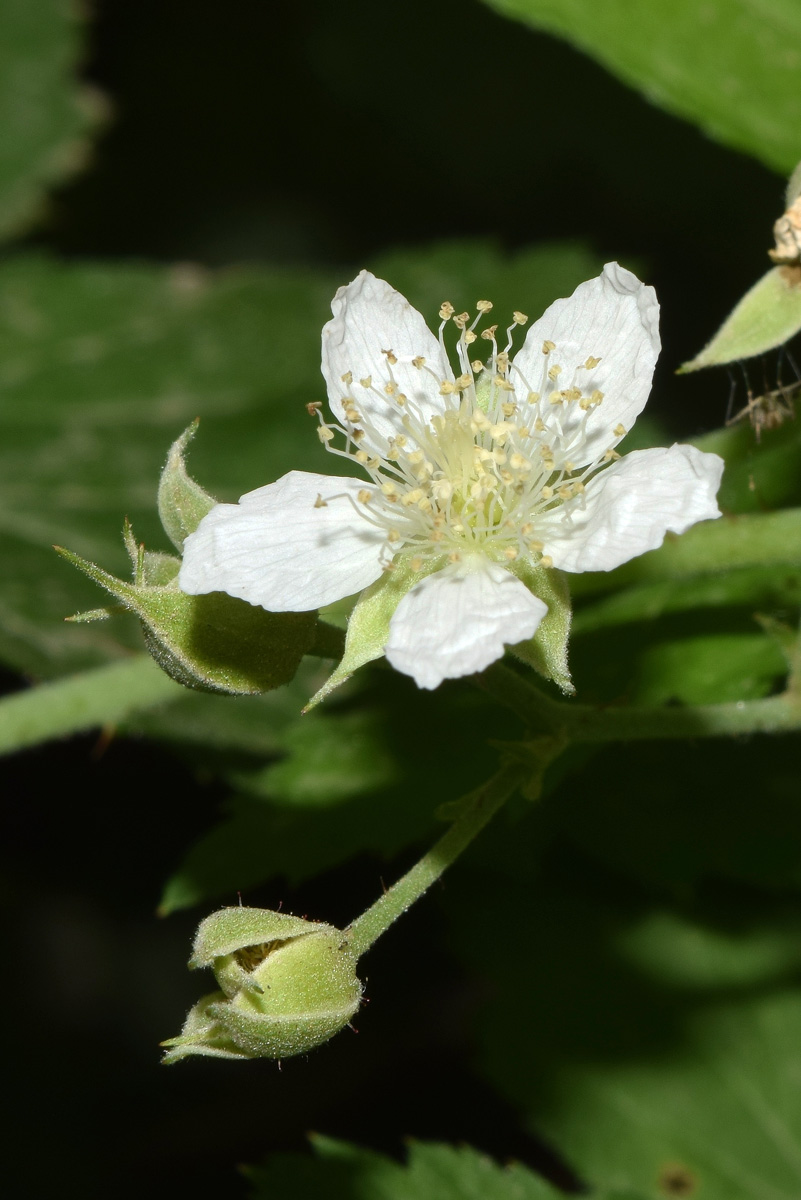 Изображение особи Rubus caesius.