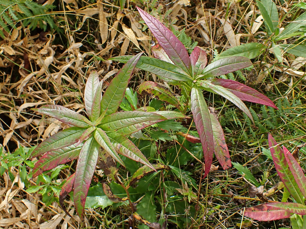 Изображение особи Lactuca sibirica.