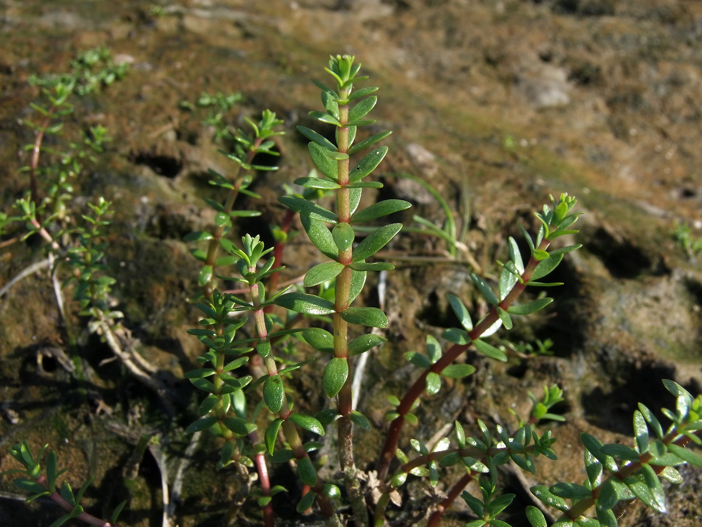 Изображение особи Hippuris tetraphylla.