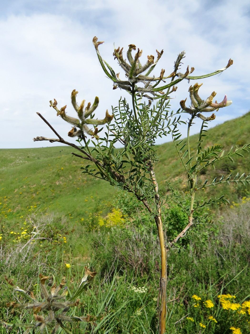 Изображение особи Astragalus neolipskyanus.