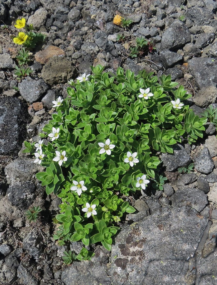 Изображение особи Arenaria merckioides.