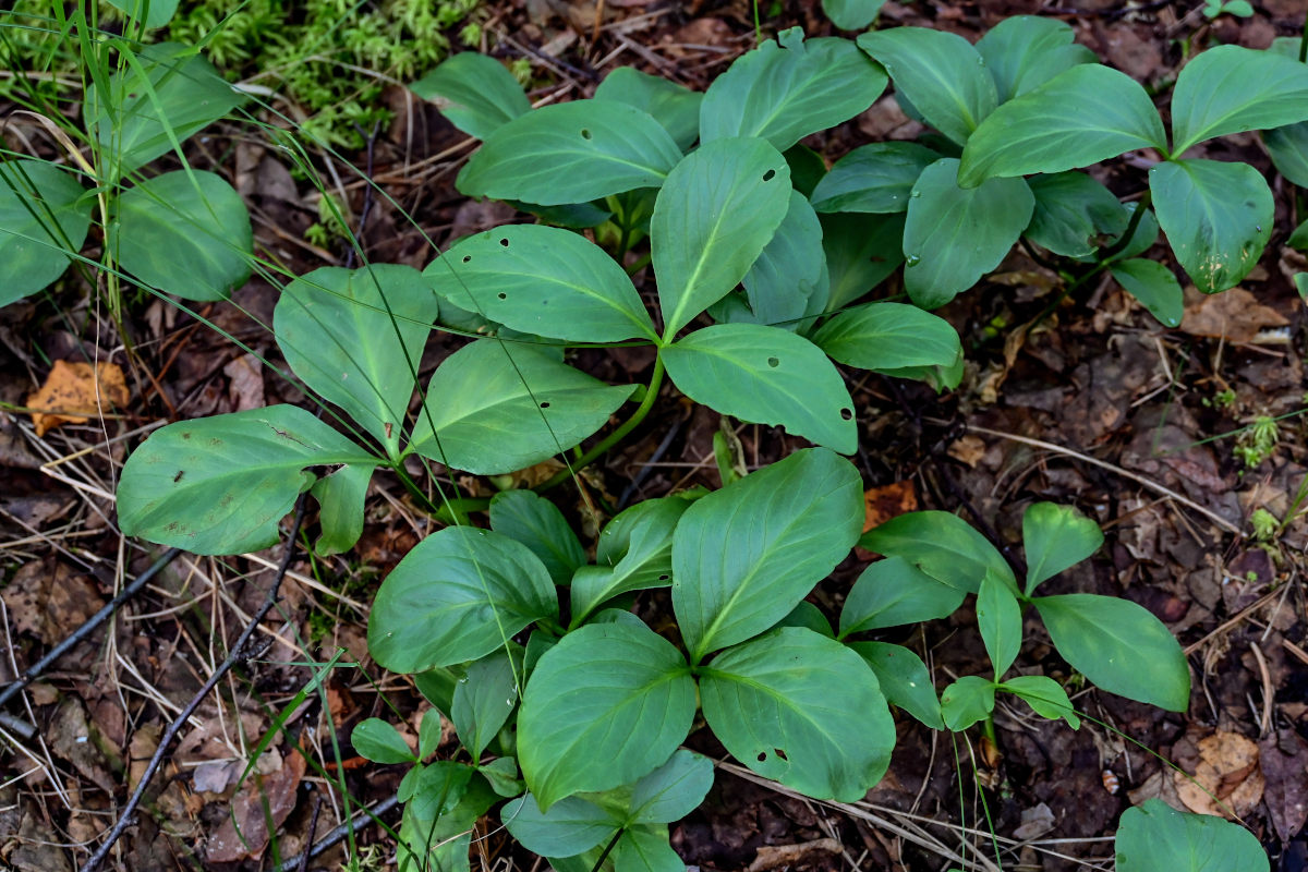 Изображение особи Menyanthes trifoliata.