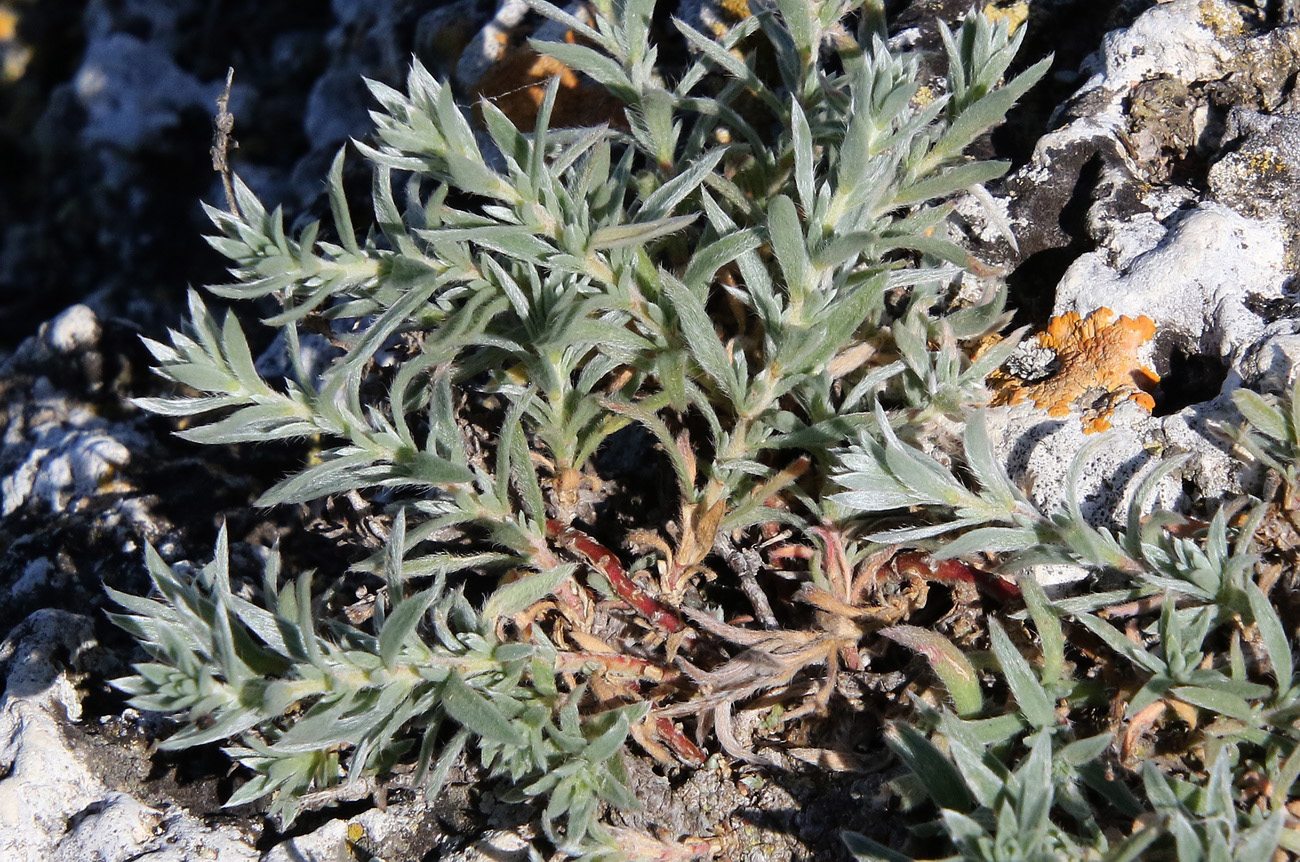 Image of Bassia prostrata specimen.