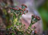 род Cladonia