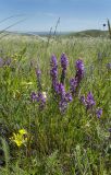 Polygala sibirica. Цветущее и плодоносящее растение. Оренбургская обл., Кувандыкский муниципальный округ, степь. 28 мая 2024 г.