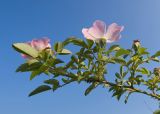View full-size image Rosa canina