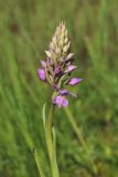 View full-size image Dactylorhiza baltica