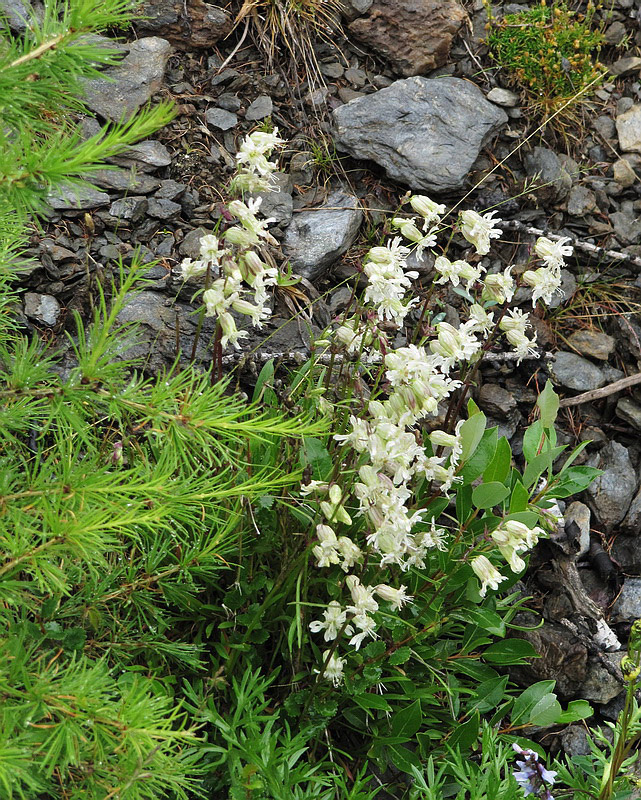 Image of Silene paucifolia specimen.