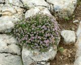 View full-size image Thymus transcaspicus