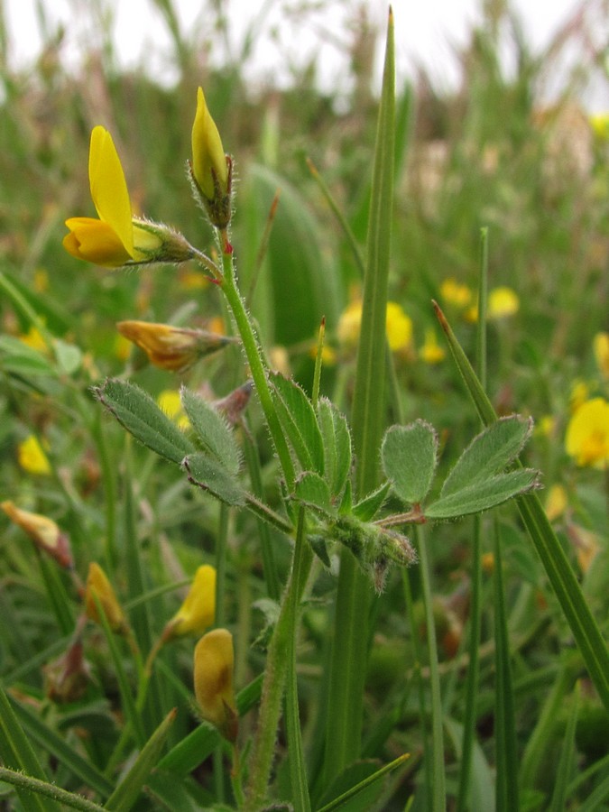 Image of Medicago disciformis specimen.