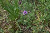 View full-size image genus Astragalus