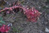 View full-size image Euphorbia myrsinites