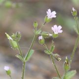 Cerastium pseudobulgaricum. Верхушка цветущего и плодоносящего растения. Ростовская обл., Усть-Донецкий р-н, окр. станицы Нижнекундрюченская. 02.05.2011.