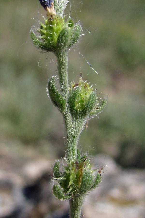 Image of Lappula barbata specimen.