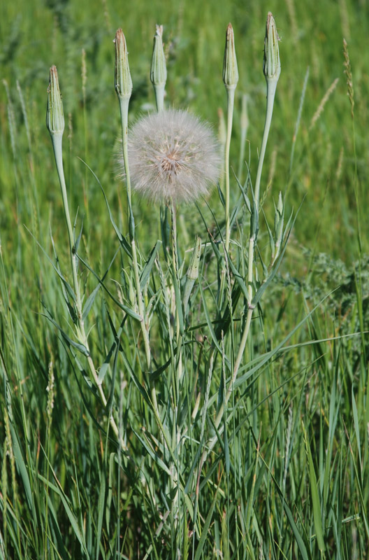 Image of Tragopogon dubius ssp. major specimen.