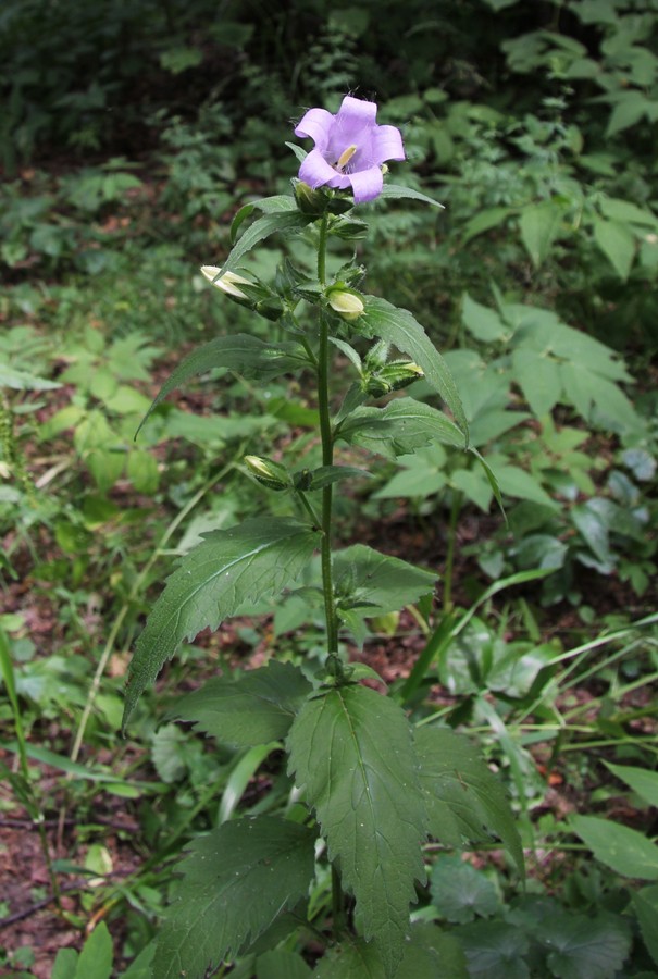 Image of Campanula trachelium specimen.