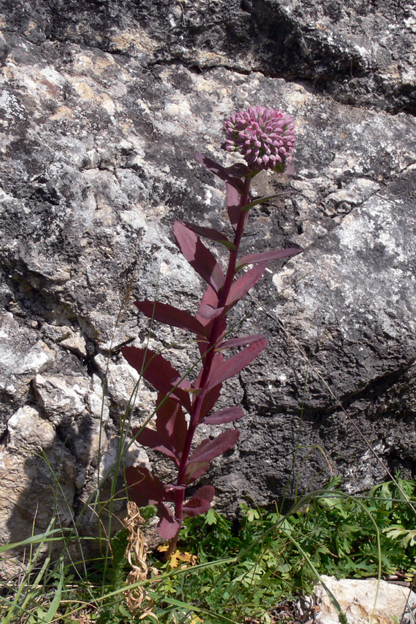 Изображение особи Hylotelephium triphyllum.