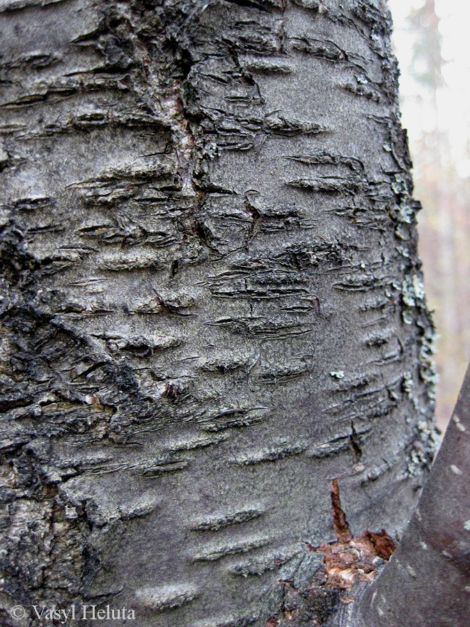 Image of Betula kotulae specimen.