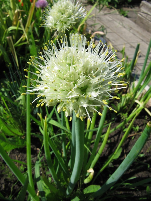 Изображение особи Allium fistulosum.