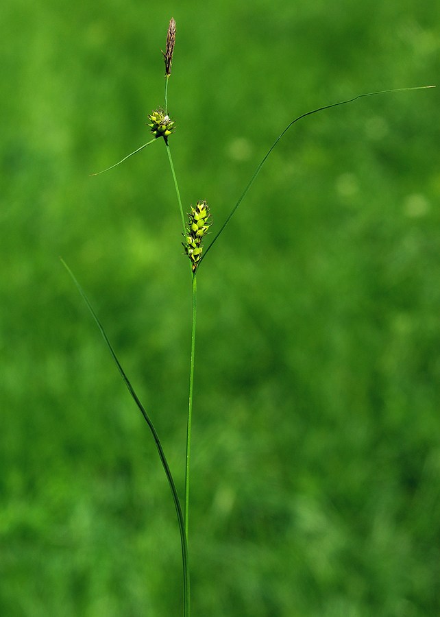 Изображение особи Carex melanostachya.