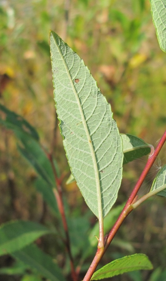 Изображение особи Salix phylicifolia.