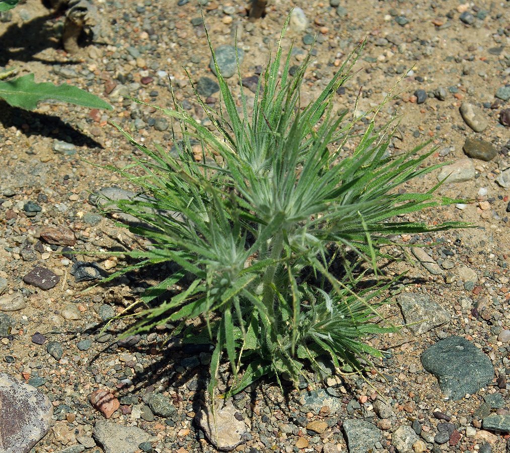 Image of Ceratocarpus utriculosus specimen.