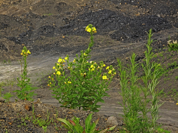 Изображение особи род Oenothera.