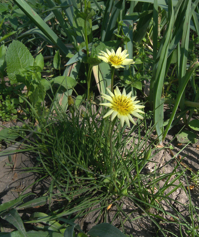 Image of Tragopogon pusillus specimen.