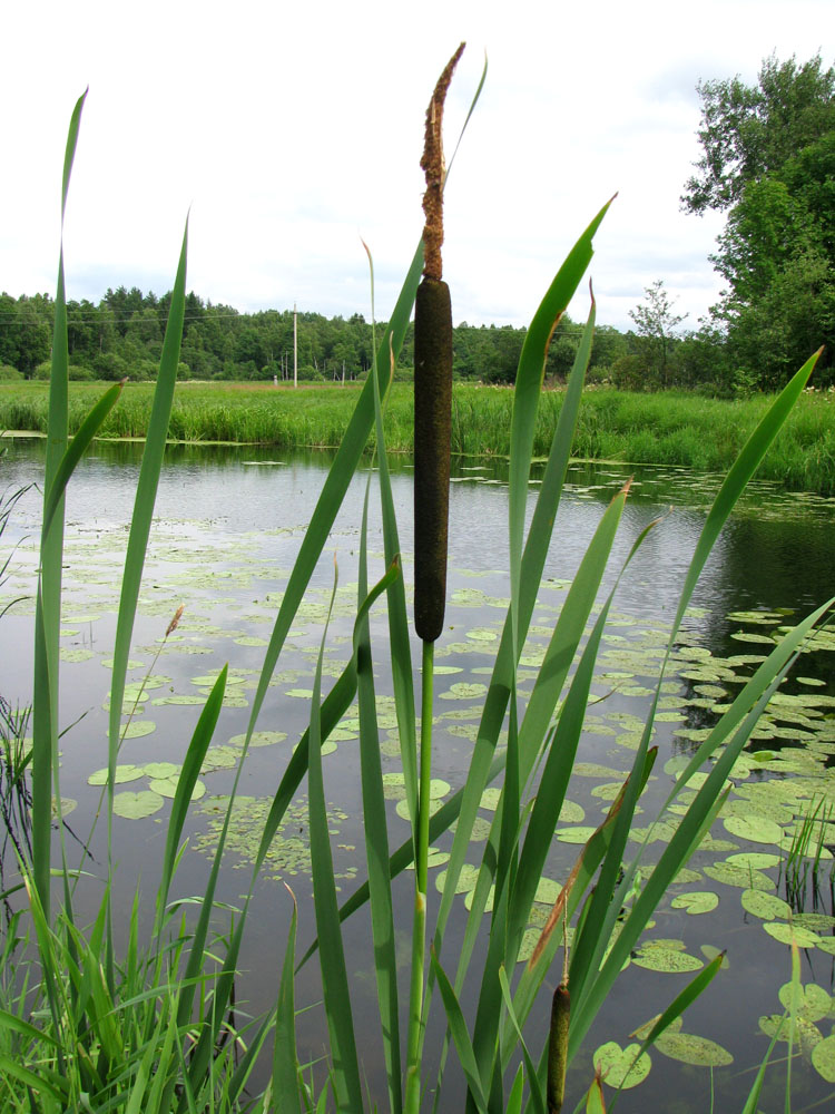 Image of Typha latifolia specimen.