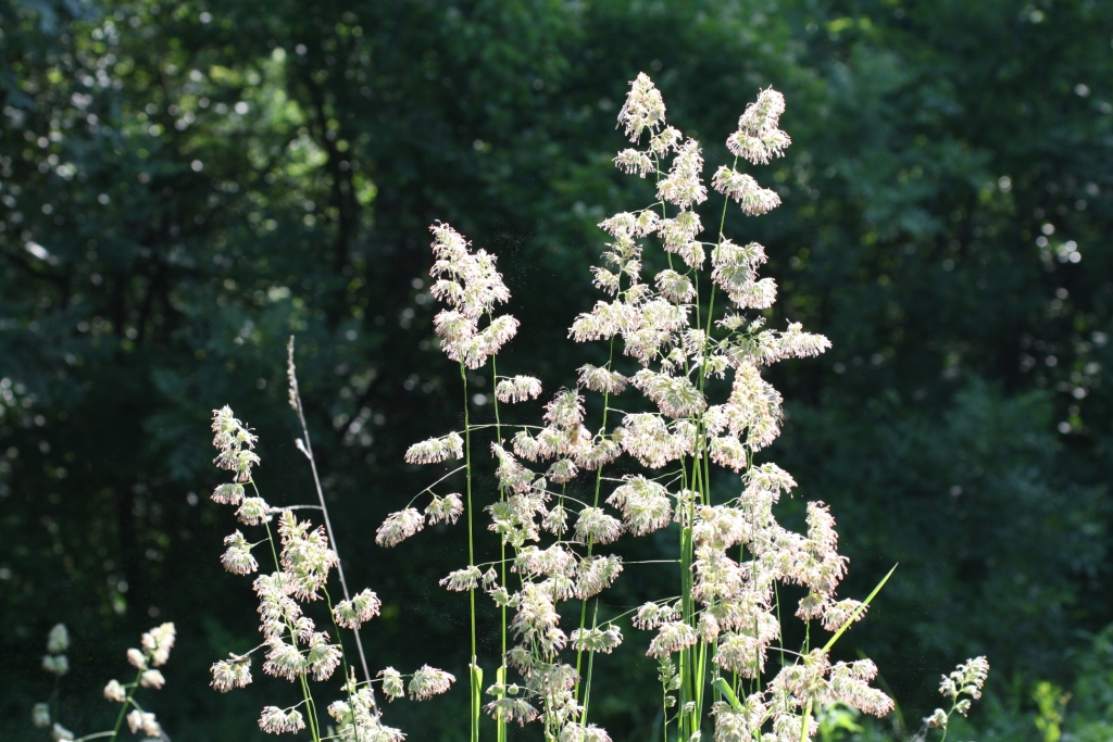 Image of Dactylis glomerata specimen.