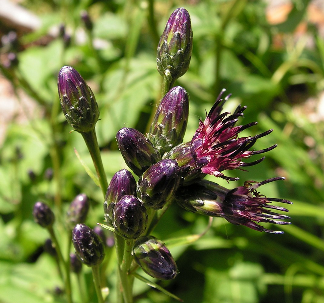 Изображение особи Saussurea triangulata.