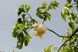 Ceiba speciosa. Ветвь со вскрывшимся плодом. Израиль, Шарон, г. Герцлия, в культуре. 28.04.2012.